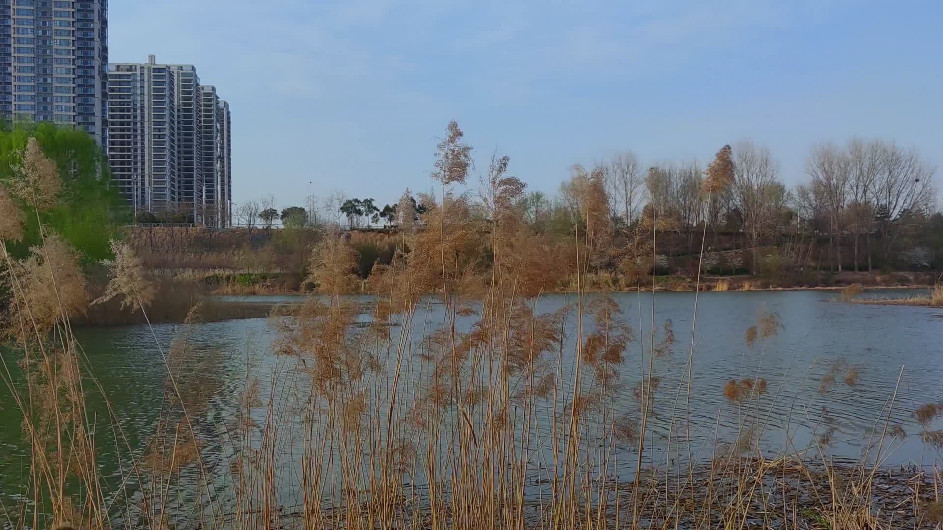 城市风光建筑园林湖泊视频的预览图