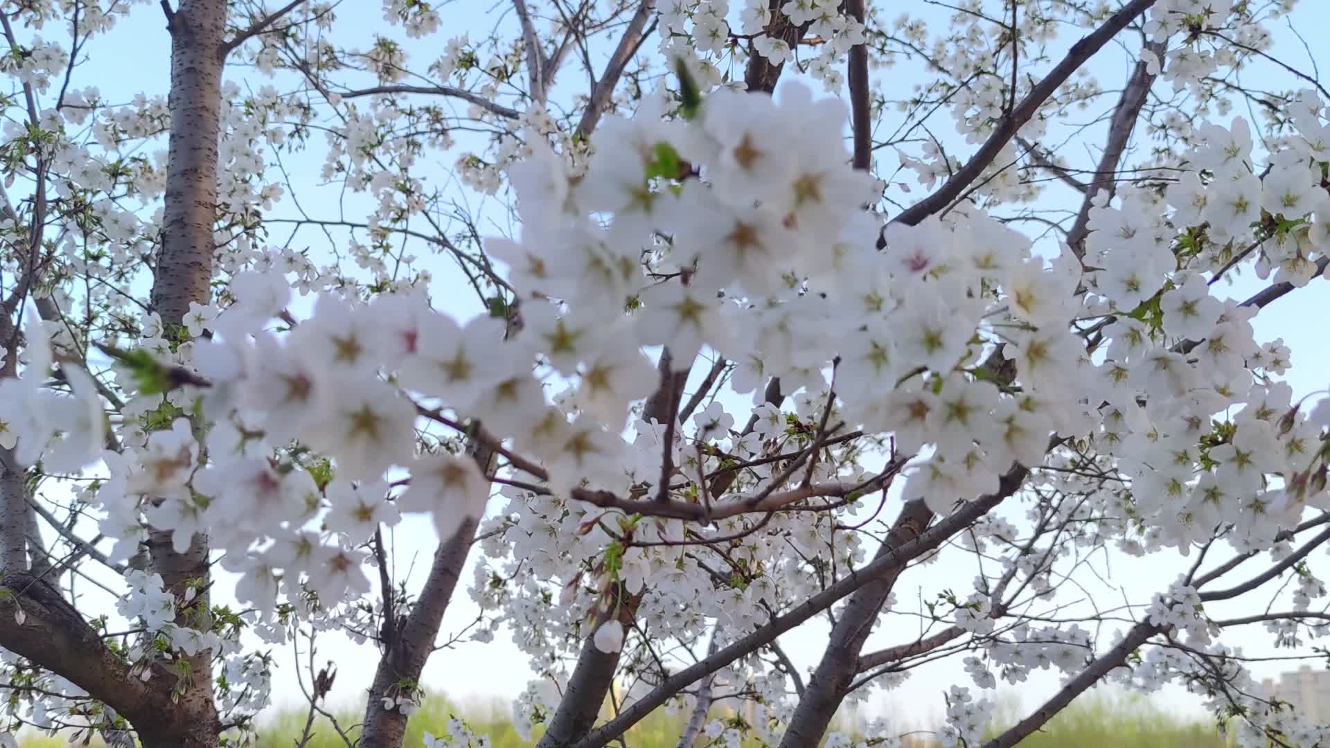 果树开花梨花盛开视频的预览图