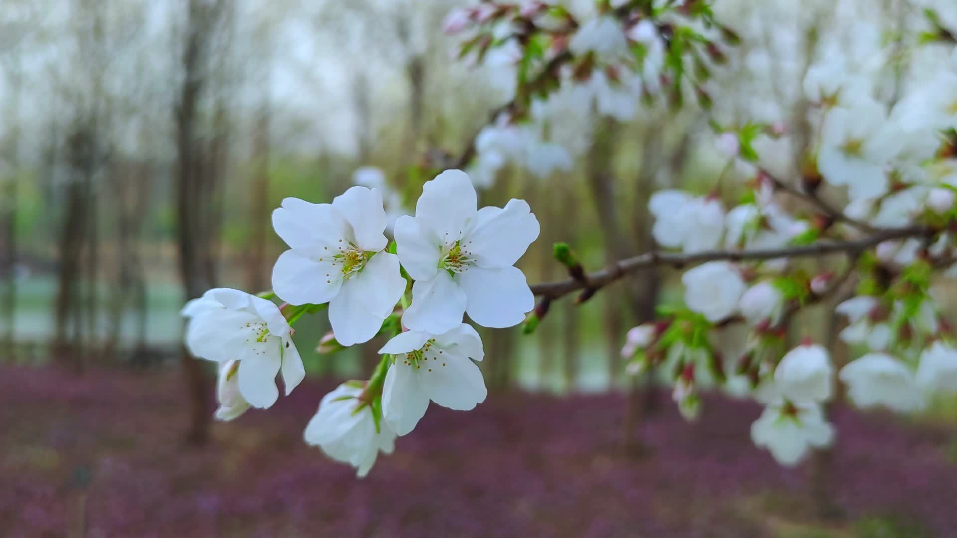 春风吹拂花卉树木梨花视频的预览图