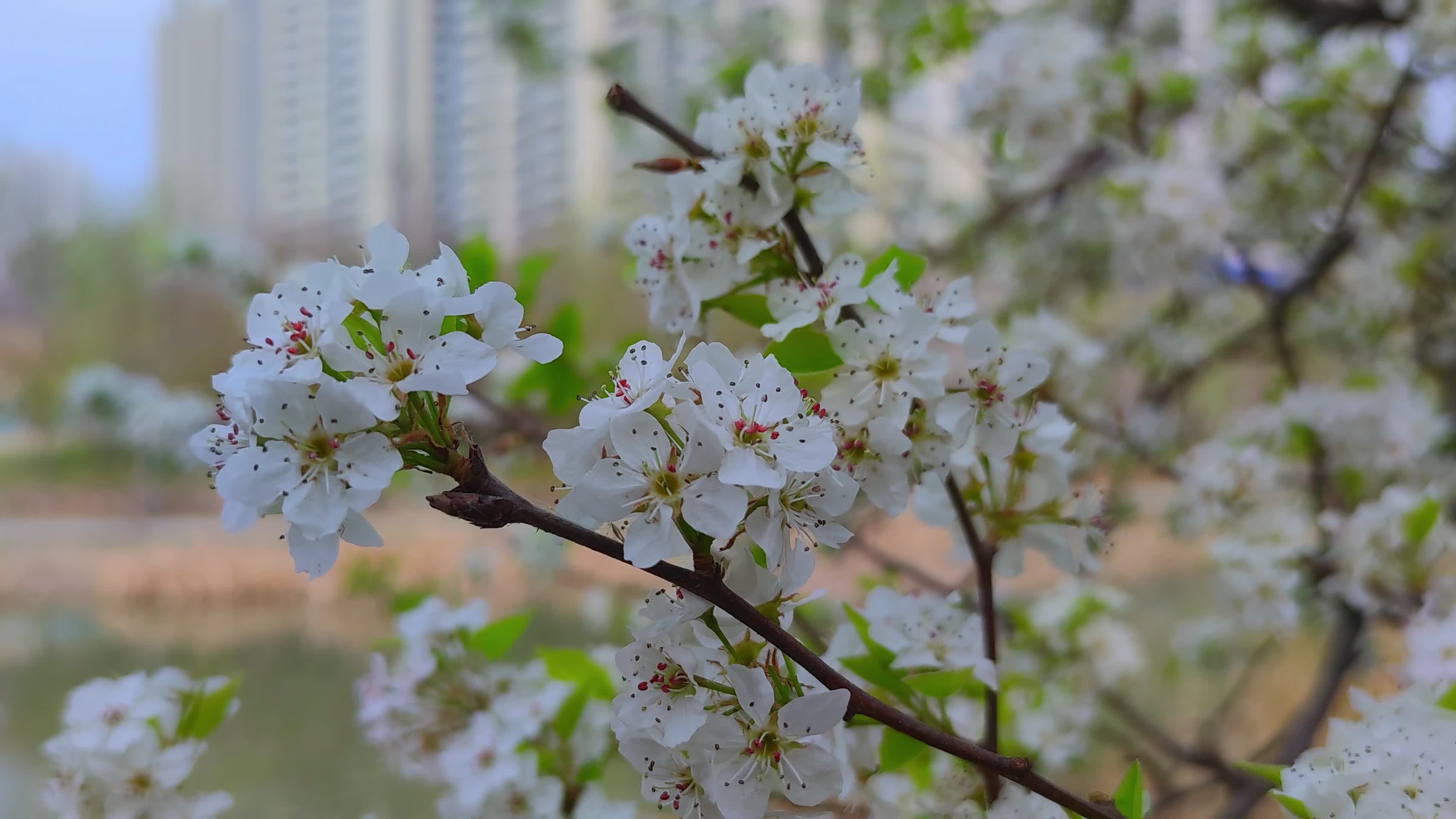 花卉树木城市园林建筑视频的预览图