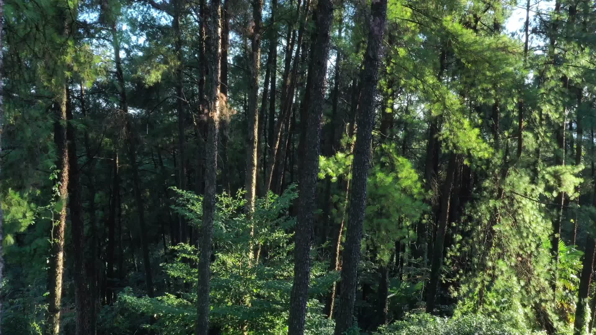 自然森林草原树林视频的预览图