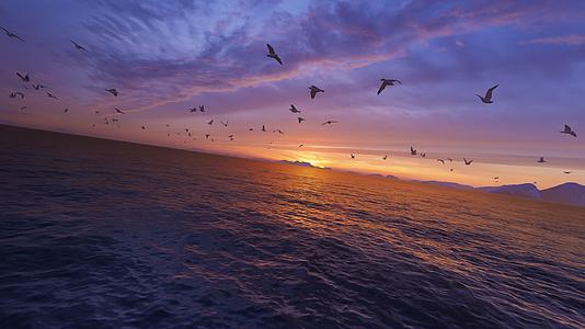 海面上成群结队自由飞翔的海鸥视频的预览图