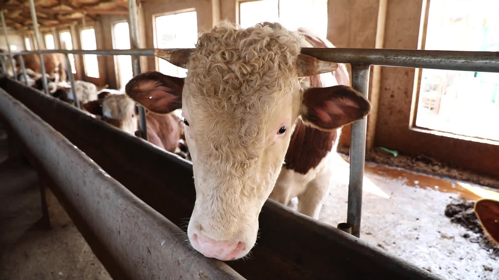 牛养殖场养牛牛场黄牛圈养牛肉牛畜牧业养殖业农业养牛牛棚视频的预览图