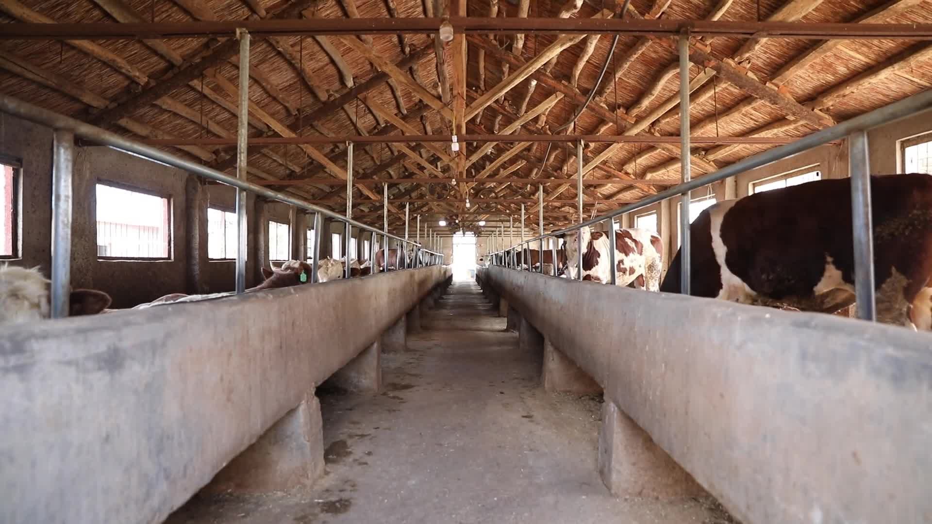 牛养殖场养牛牛场黄牛圈养牛肉牛畜牧业养殖业农业养牛牛棚视频的预览图