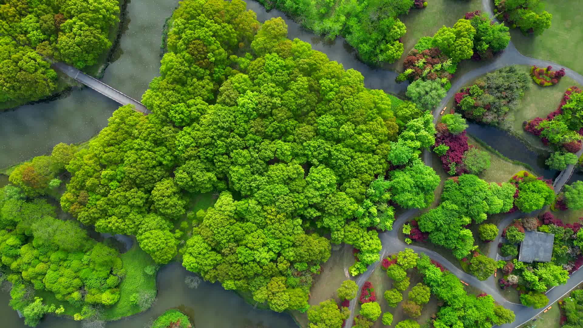 上海崇明东平森林公园航拍4K60视频的预览图
