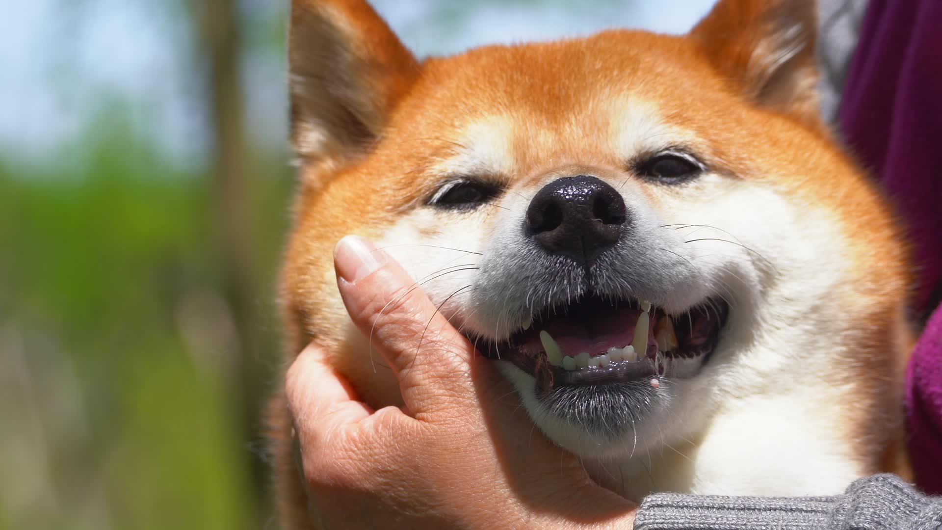 公园里的柴犬宠物狗被抚摸4K视频的预览图