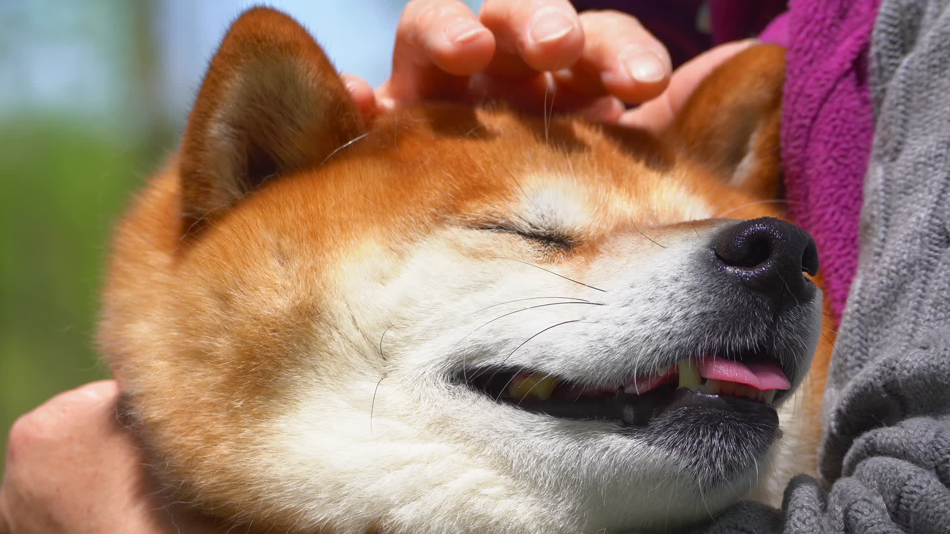 公园里的柴犬宠物狗被抚摸4K视频的预览图