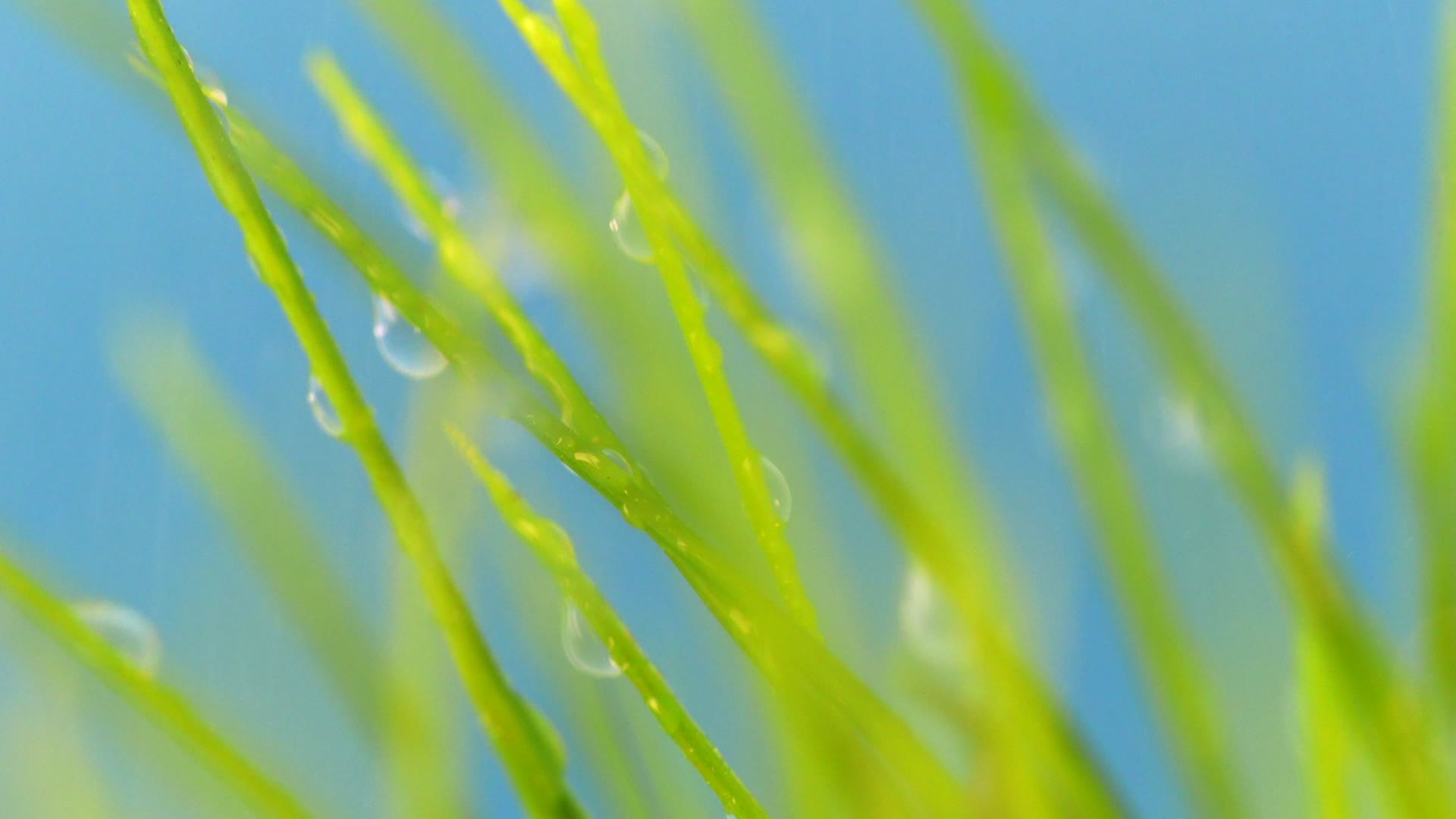 唯美水滴落在绿草上视频的预览图