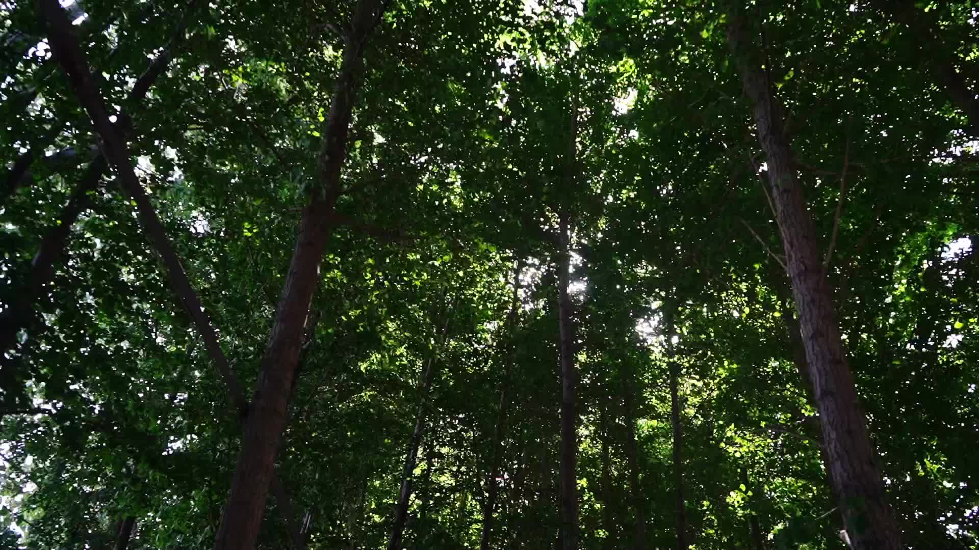 树林仰拍小清新视频的预览图