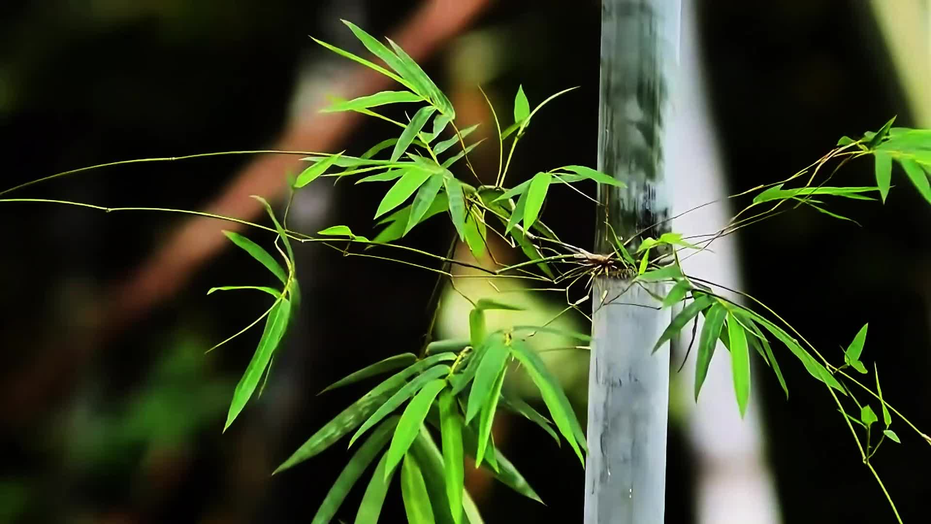 竹子竹叶视频的预览图