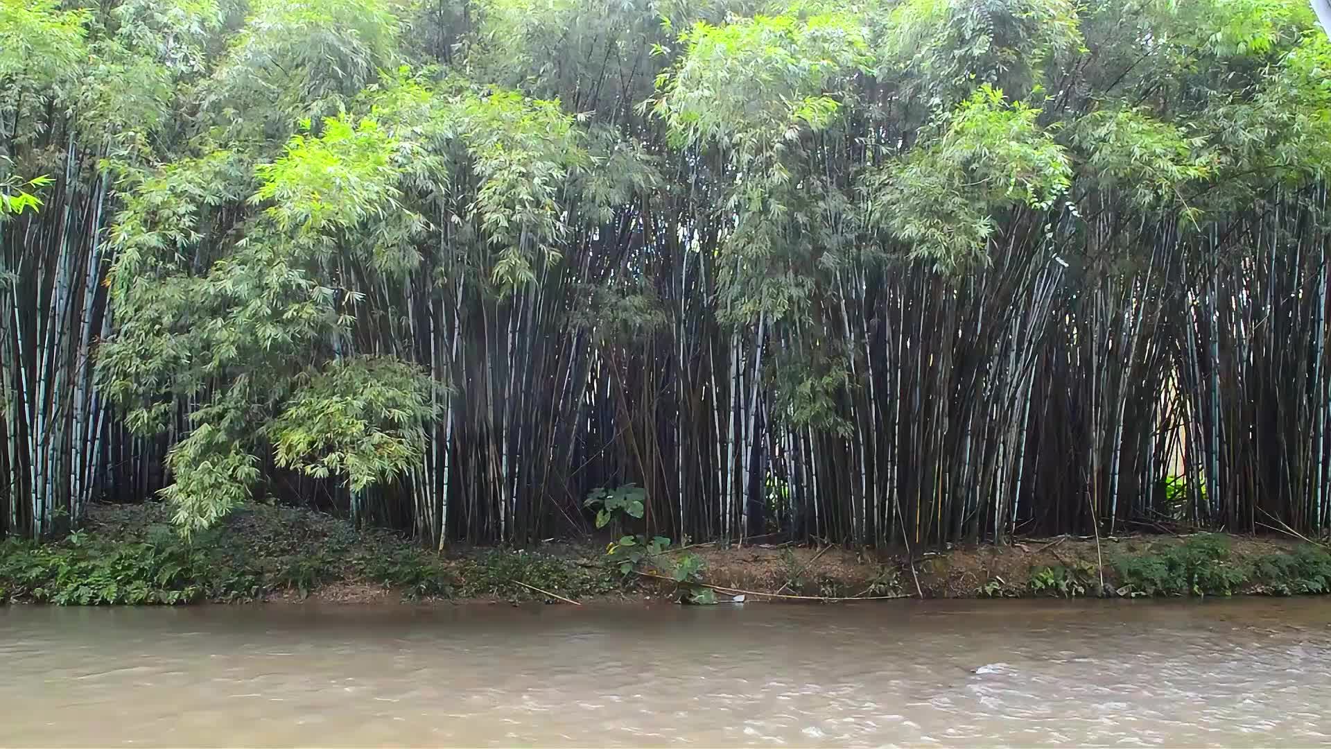 竹子特写竹林摄影摄影视频视频的预览图