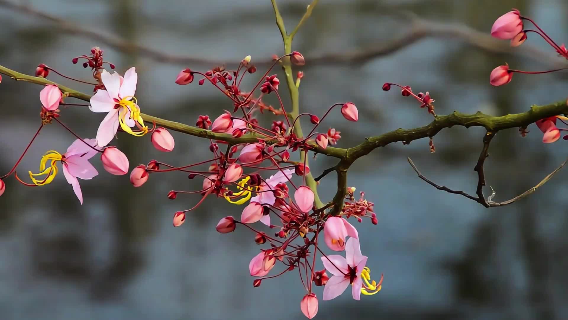 春天的泰国樱花视频视频的预览图