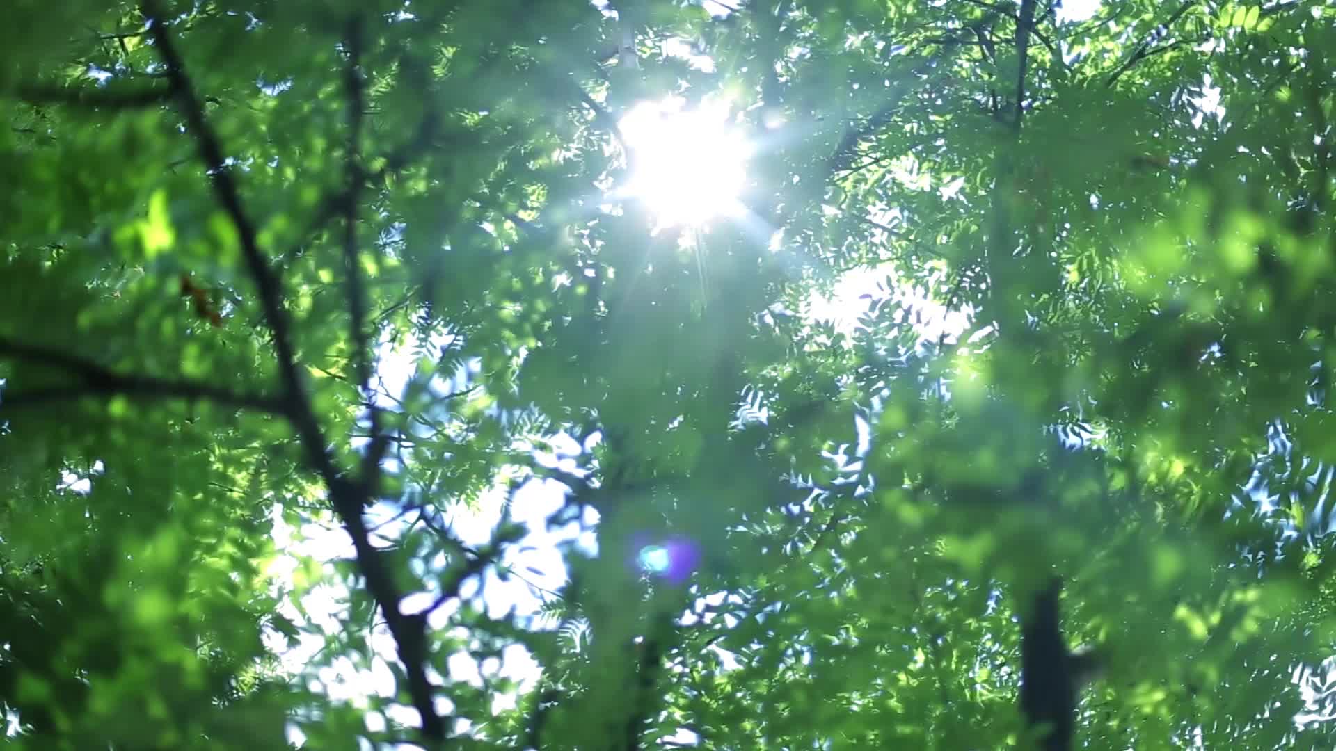 101森林绿树伴随着阳光薄雾视频的预览图