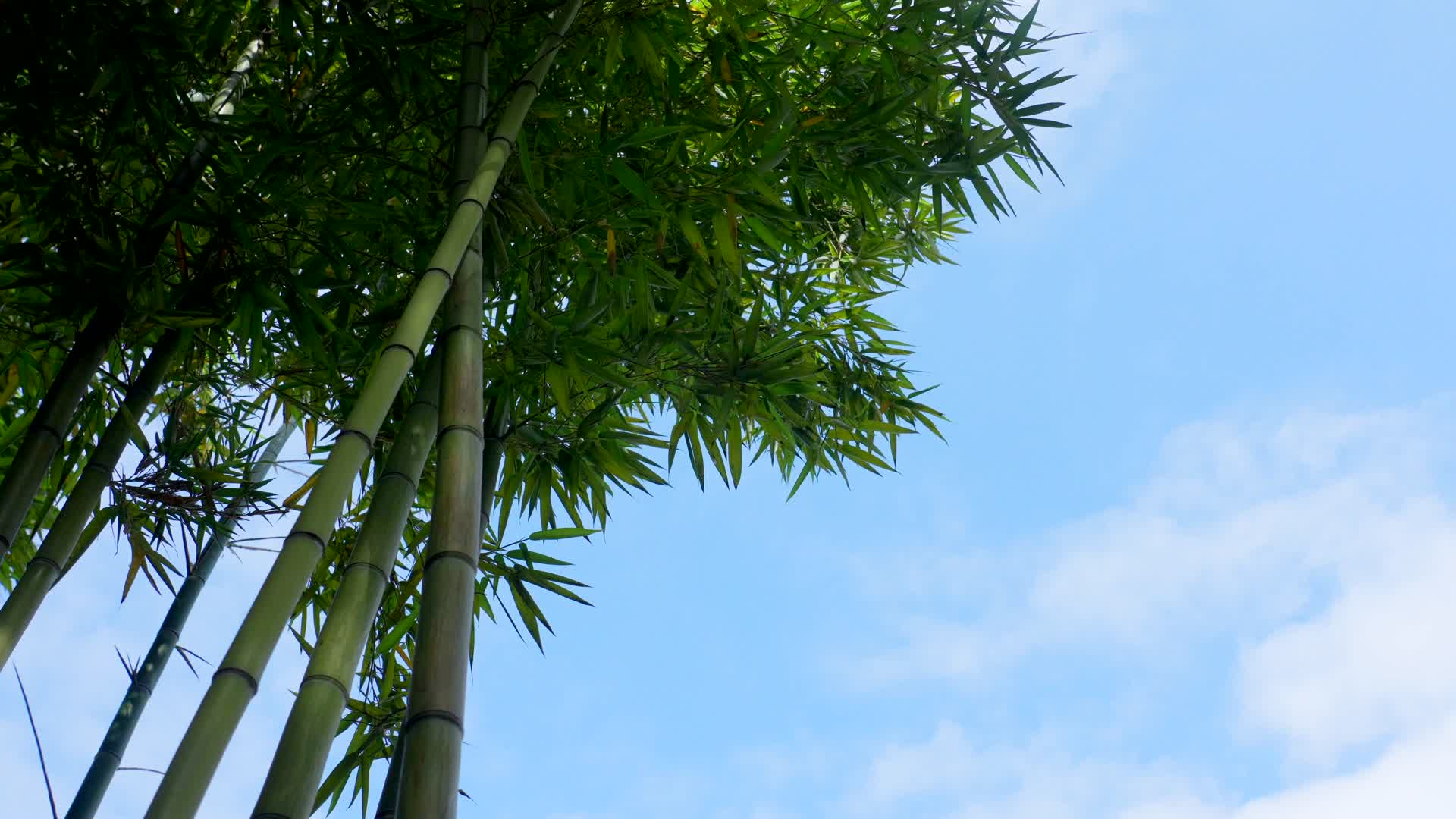 竹叶在微风中摇动蓝天白云视频的预览图