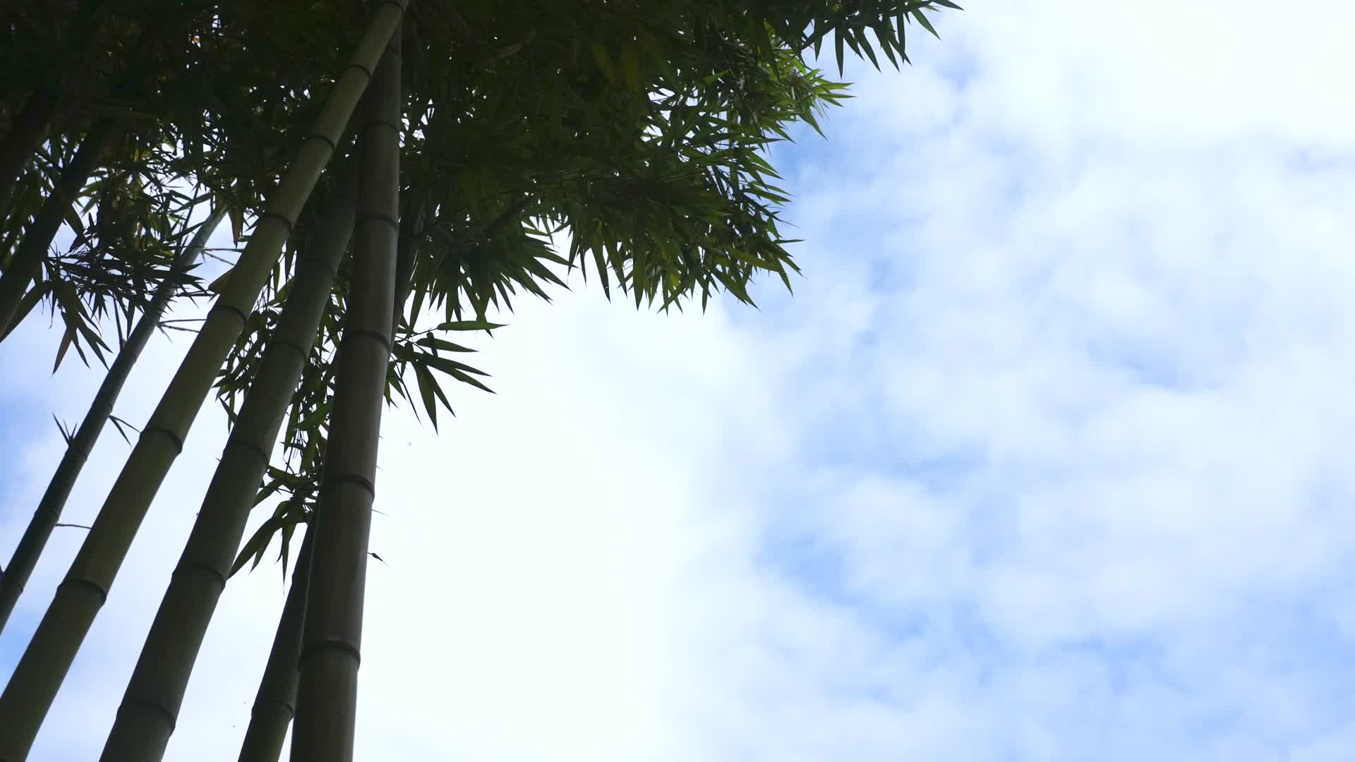 竹叶摇动蓝天白云延时视频的预览图