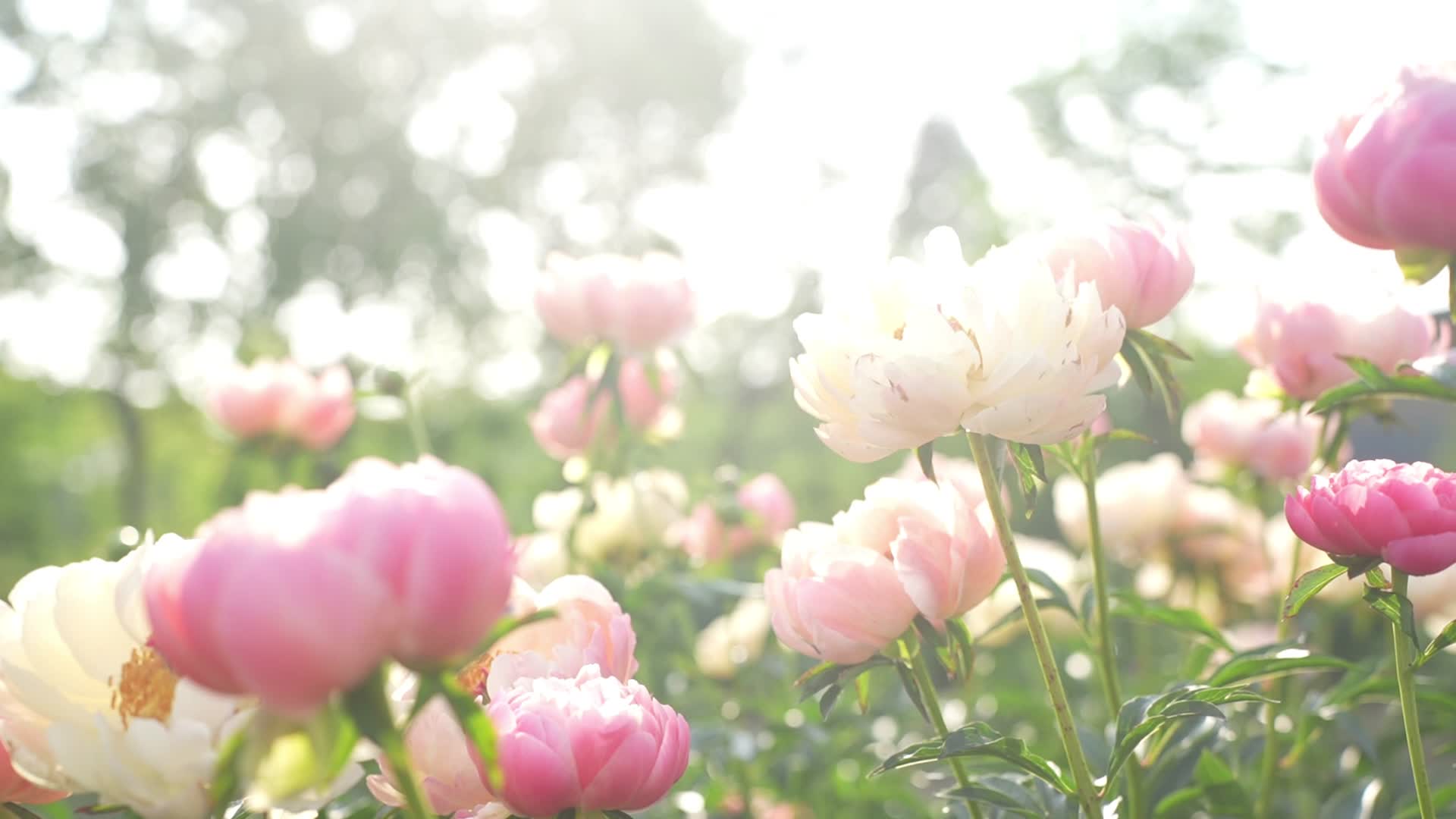 高清实拍各种春天的美丽花朵视频的预览图