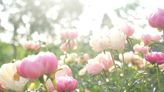 高清实拍各种春天的美丽花朵视频的预览图