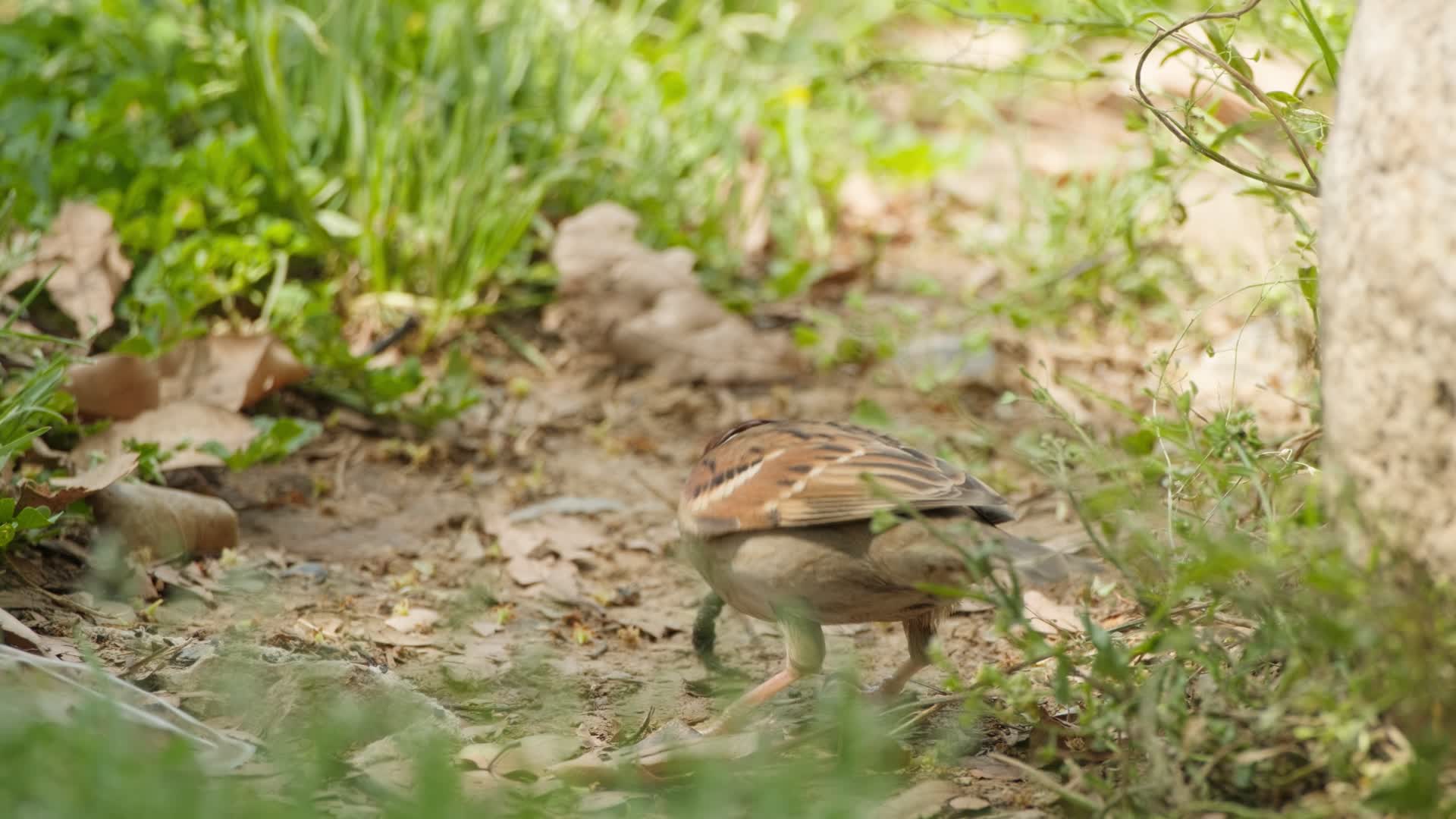 麻雀小鸟飞鸟长焦镜头特写升格视频的预览图