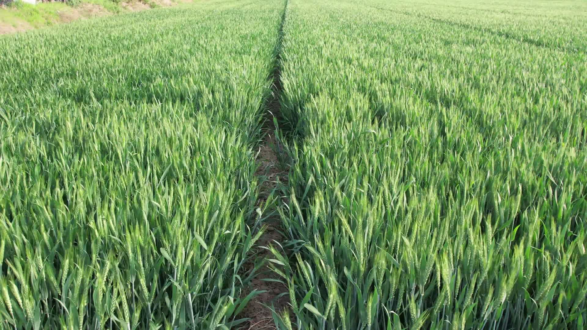 航拍小麦麦田麦子绿油油的麦子航拍农田航拍麦田农作物田野小麦种植视频的预览图