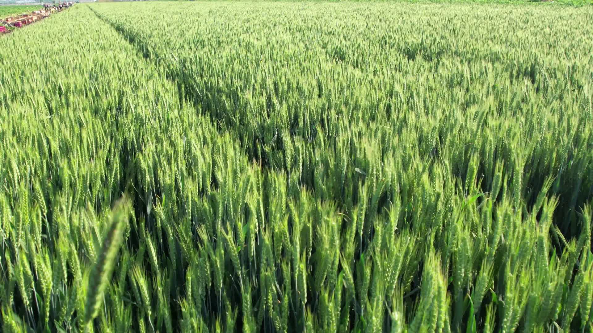 航拍小麦麦田麦子绿油油的麦子航拍农田航拍麦田农作物田野小麦种植视频的预览图