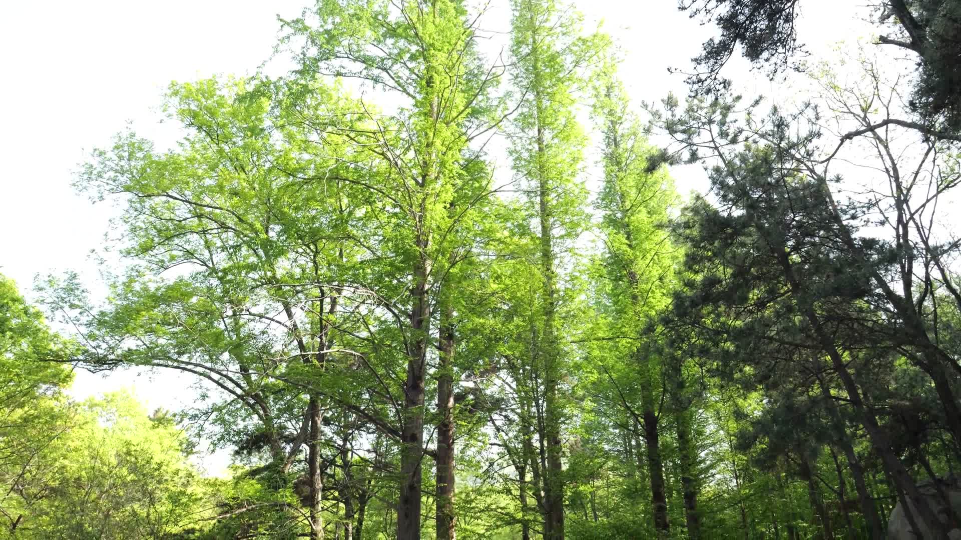 生态松树林绿色环保森林松树柏松松柏树林山里森林树木植物针叶树大自然视频的预览图