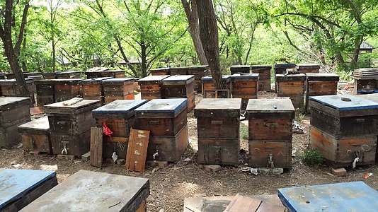 养蜂蜂蜜蜜蜂蜜蜂养殖群峰蜂箱蜂场视频的预览图