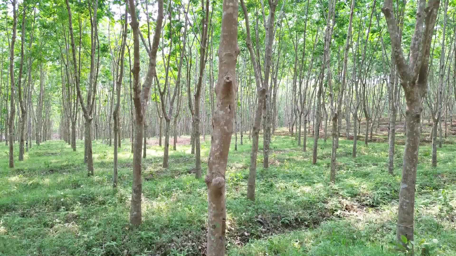 海南橡胶林视频的预览图