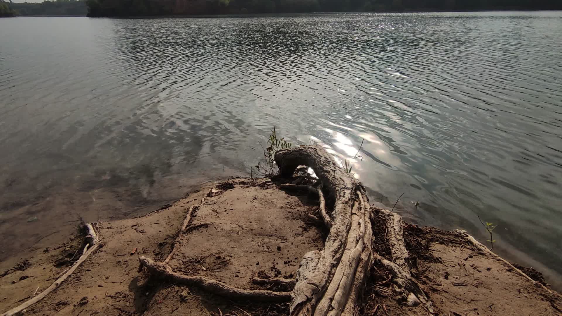 树根河水流水的湖面视频的预览图