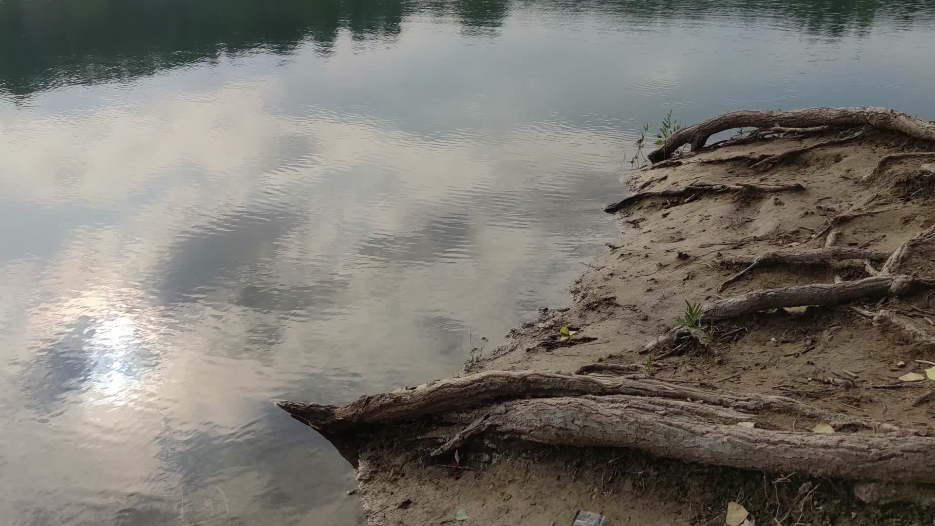 湖水岸边盘根错节的树根视频的预览图