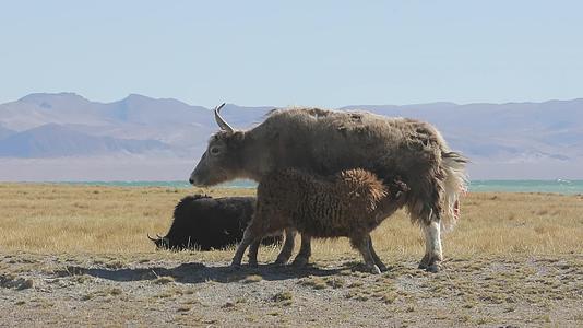 西藏放牧牦牛视频的预览图