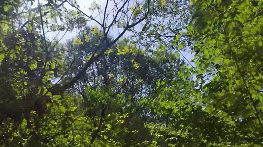 洛阳西泰山景区穿过树林的阳光视频的预览图