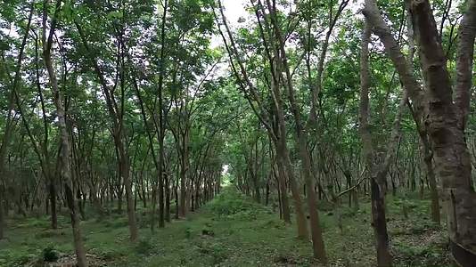 海南橡胶树林视频的预览图