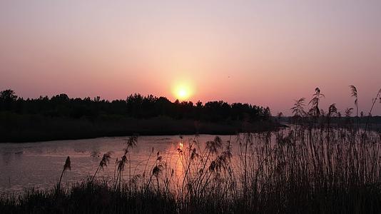 4K高清航拍夏日湖边芦苇丛日落延时摄影视频的预览图