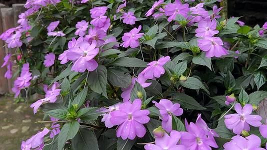 紫色的花鲜花野外唯美植物视频的预览图