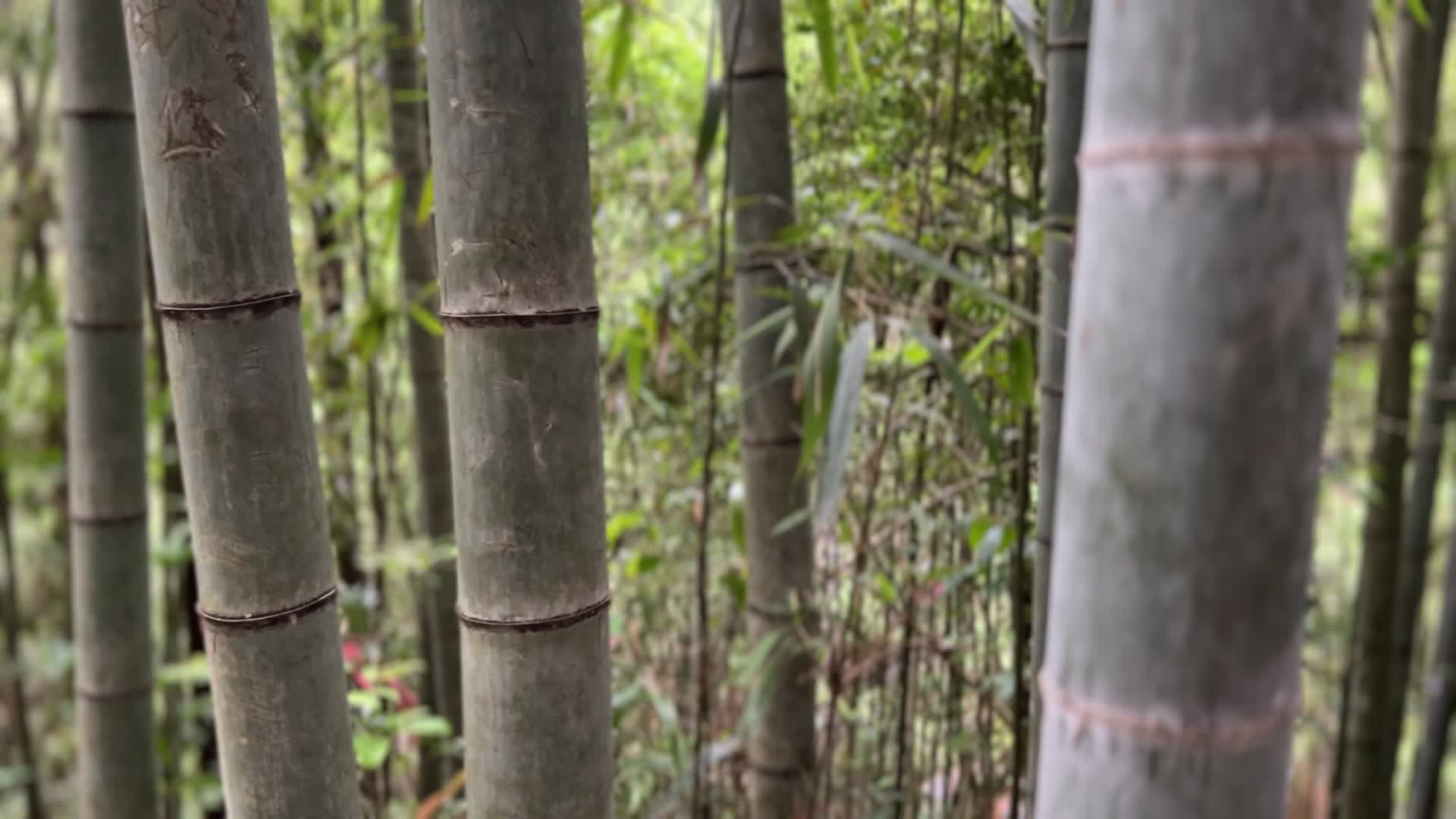 竹林山间户外生长森林公园视频的预览图