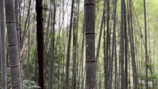 竹林山间户外生长森林公园视频的预览图