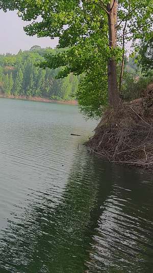 湖水岸边大树倒影视频的预览图