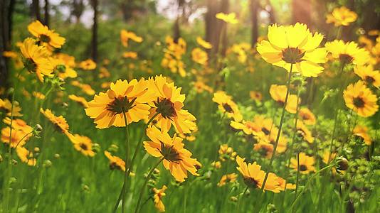 自然之美阳光下的花花草草视频的预览图