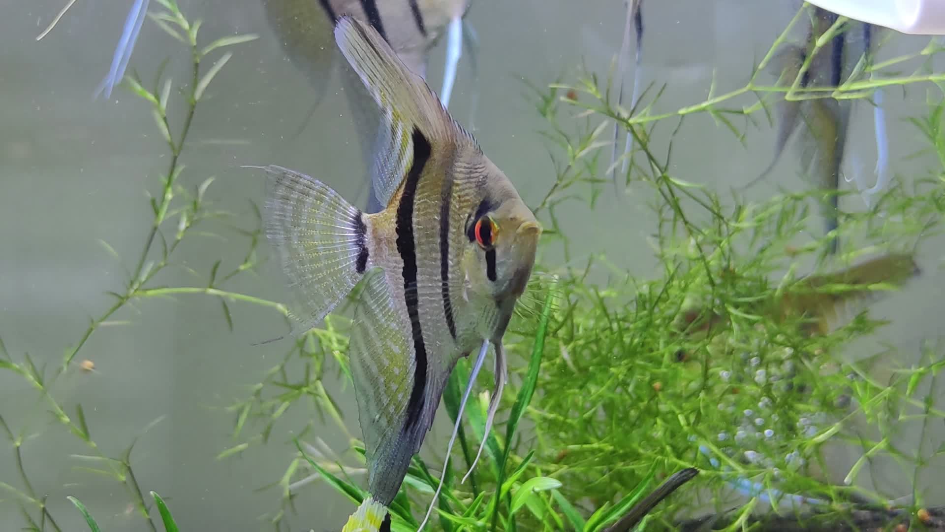 鱼缸饲养观赏鱼秘鲁神仙鱼异形鱼视频的预览图