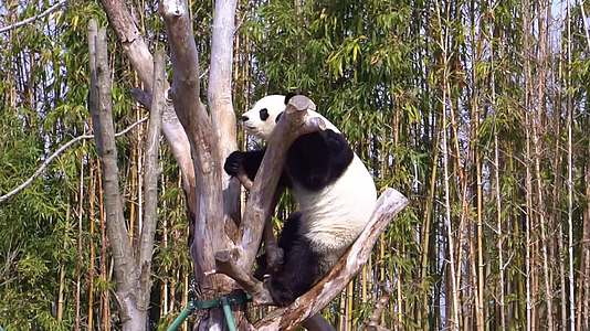 高清实拍大熊猫各种搞笑动作视频的预览图