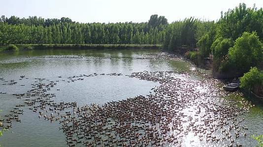 湖面散养鸭群视频的预览图