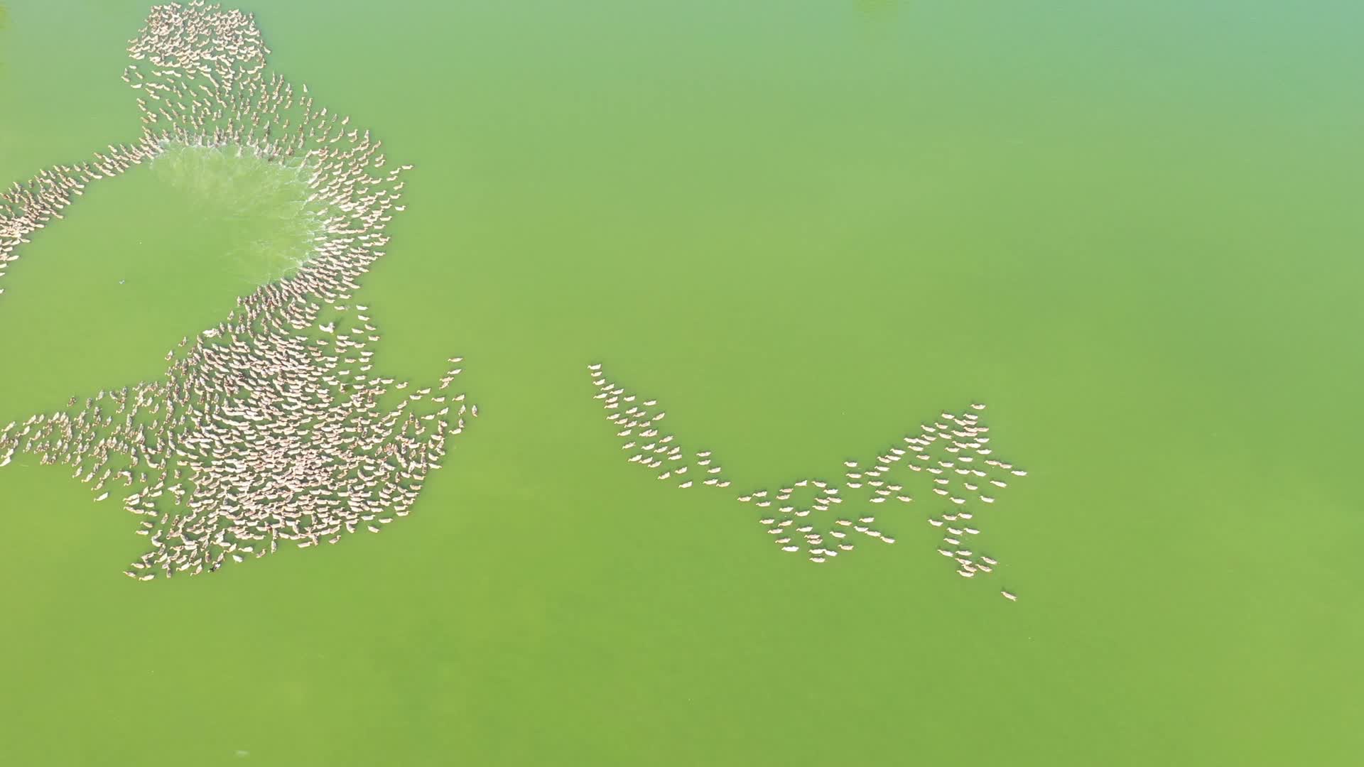 微山湖面游动的麻鸭群视频的预览图