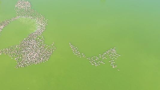微山湖面游动的麻鸭群视频的预览图