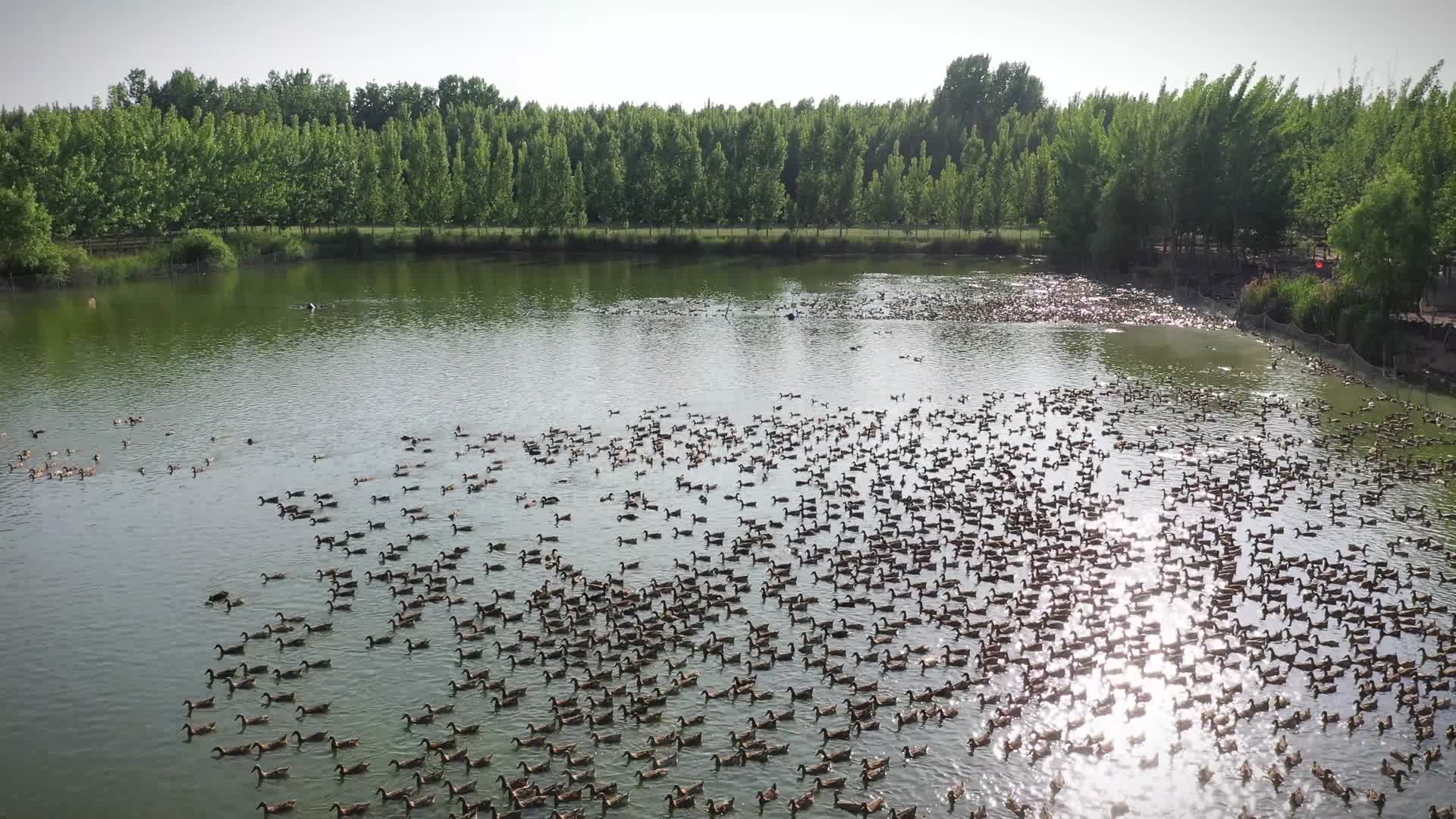 池塘一群飞行的鸭子视频的预览图