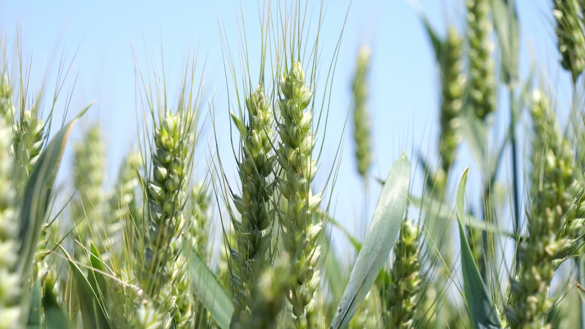 小麦生长逆光下的小麦麦穗麦浪麦田丰收风吹麦田青麦农作物农产品农业生产麦子视频的预览图