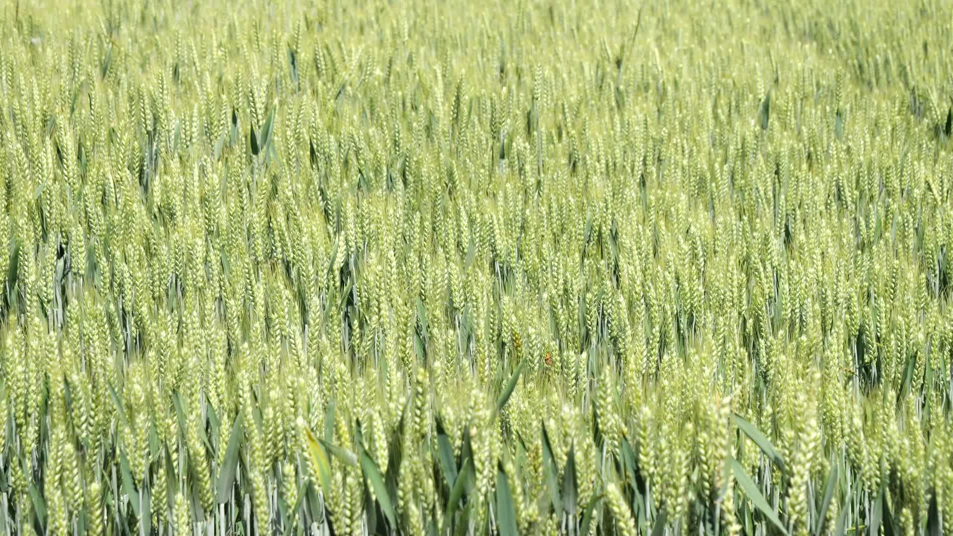 农业麦子生长生机勃勃小麦农作物粮食小麦生长小麦扬花小麦灌浆期小麦成熟期麦穗麦尖麦田农业丰收田间视频的预览图
