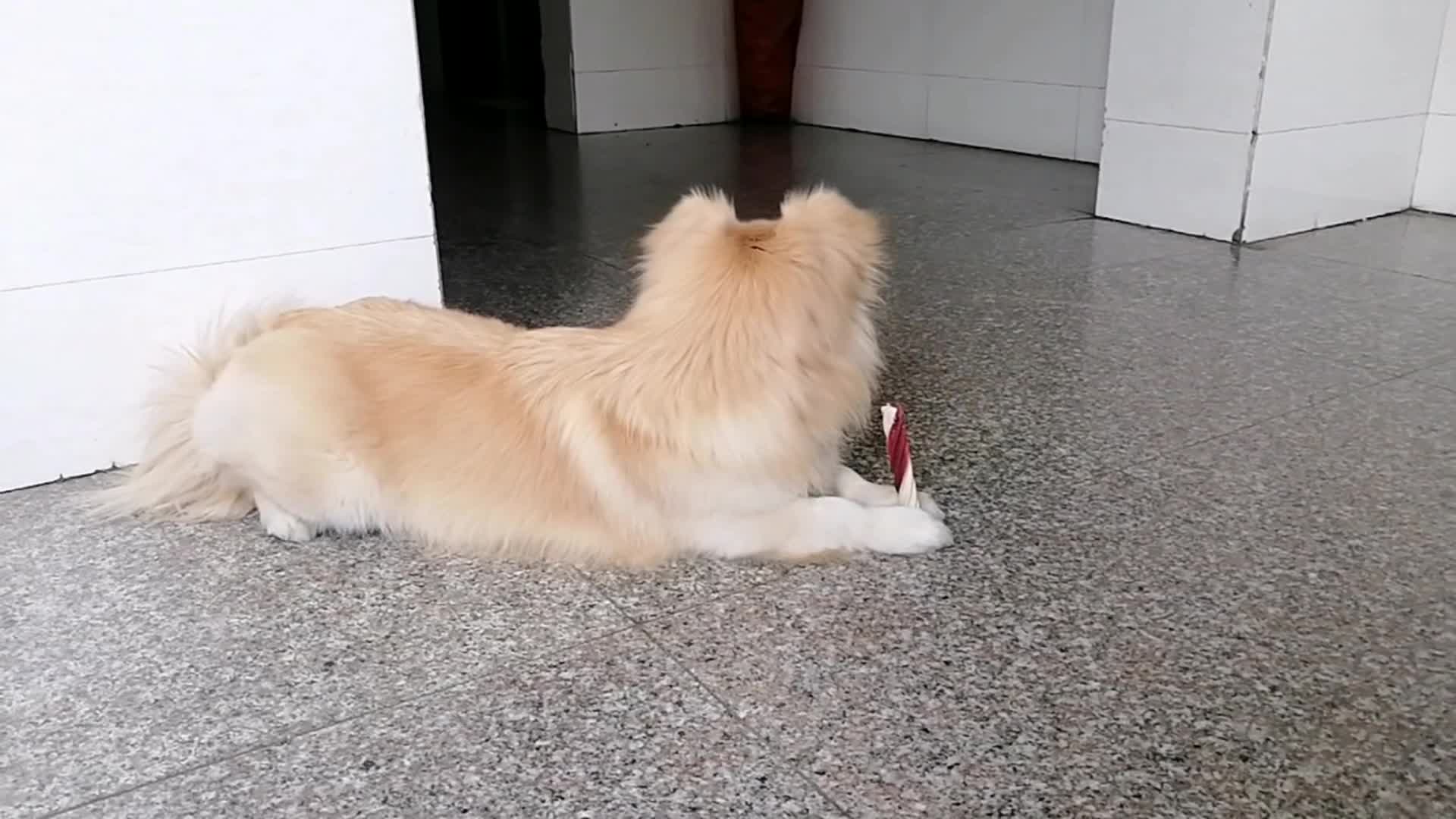 狗吃狗粮视频视频的预览图