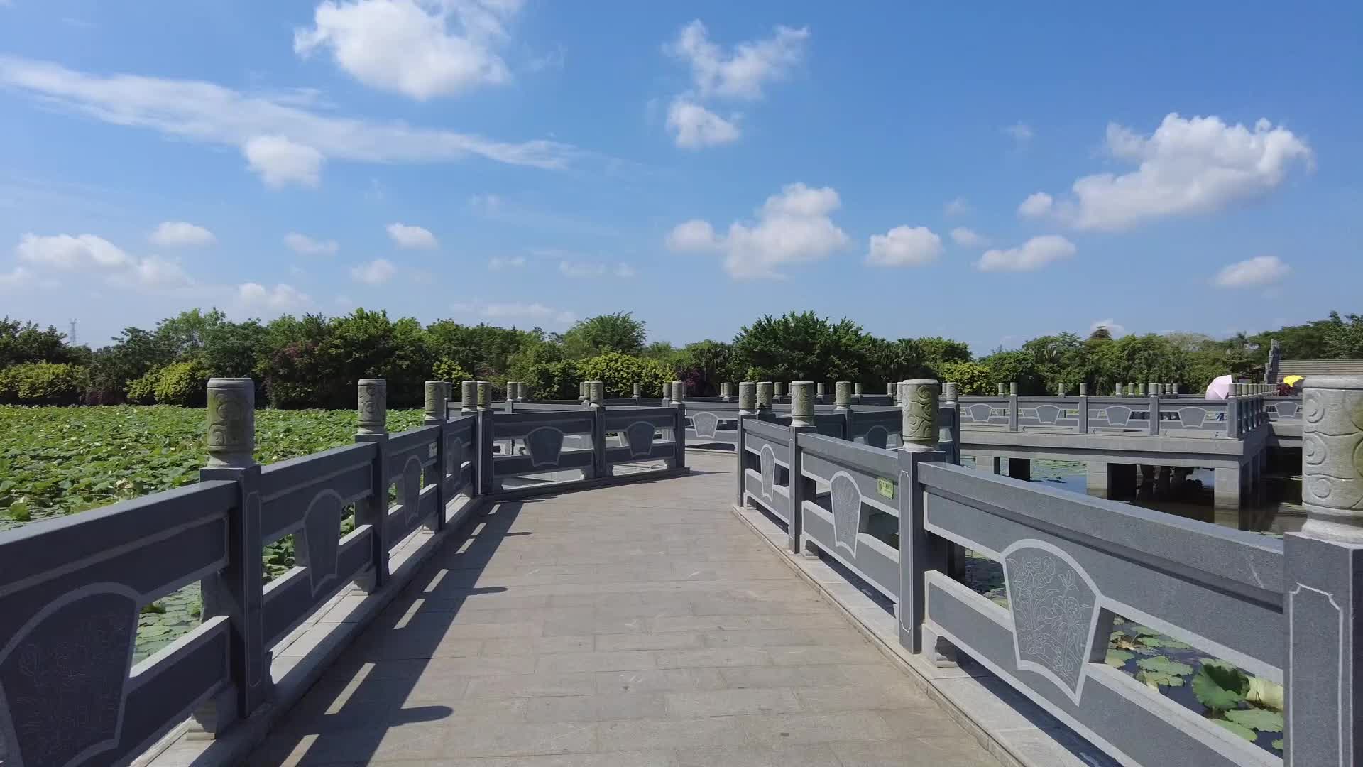 荷花池里的石拱桥视频的预览图