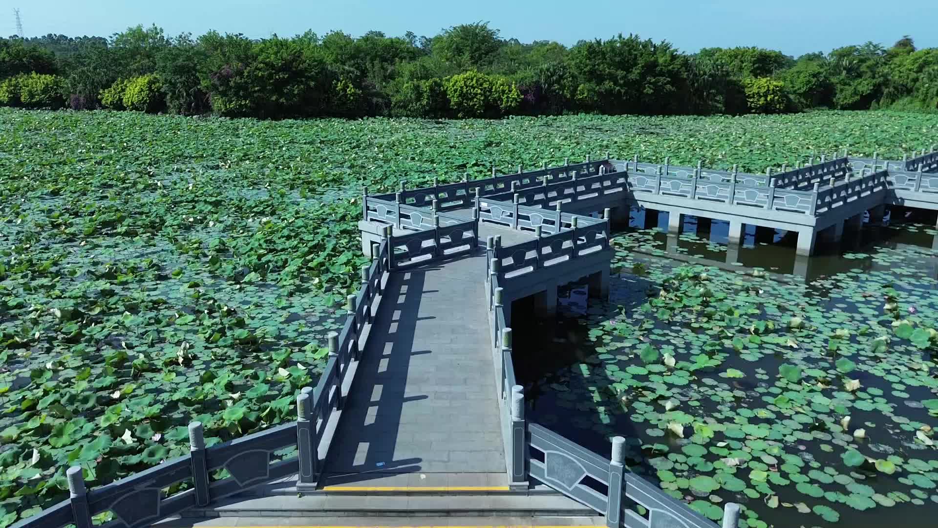 荷花池里的石拱桥视频的预览图