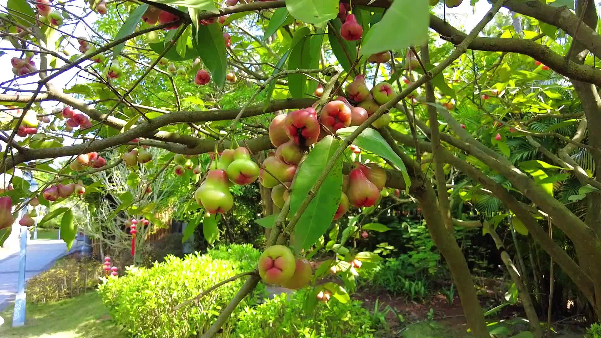 果树上的水果视频的预览图